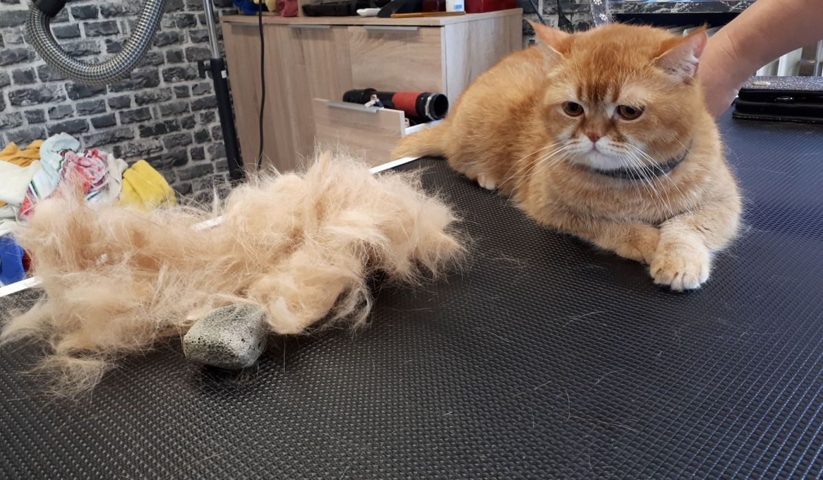 Katzen Friseur